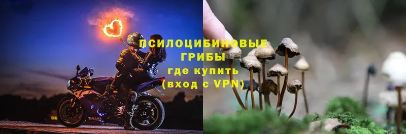 Галлюциногенные грибы Psilocybe  omg рабочий сайт  Кудрово 